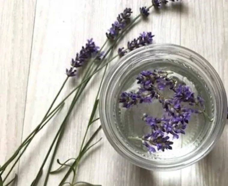 comment se debarrasser dune chenille blanche sur la lavande vinaigre