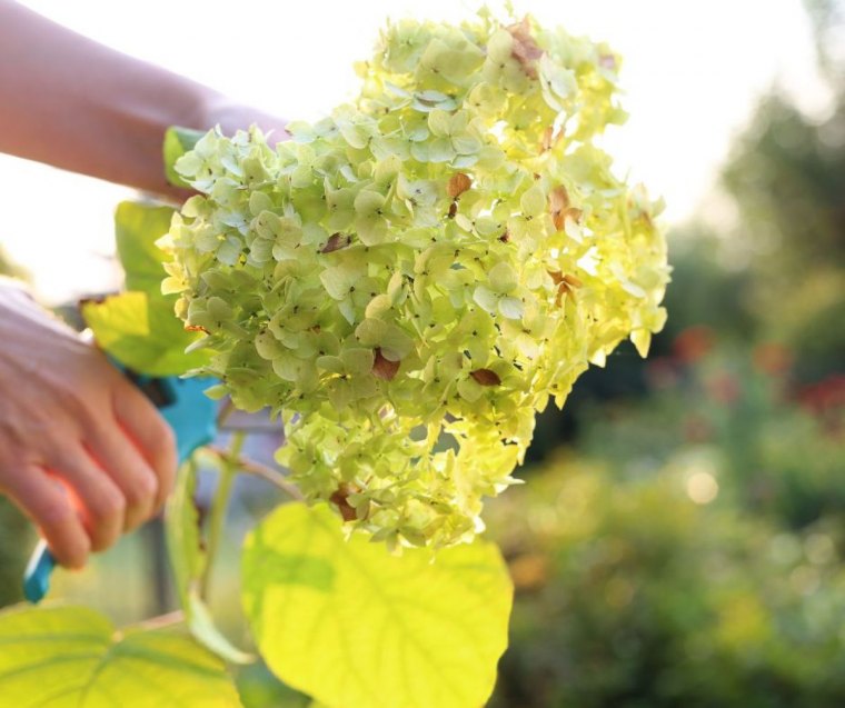 comment tailler les hortensias à l automne pour les nettoyer