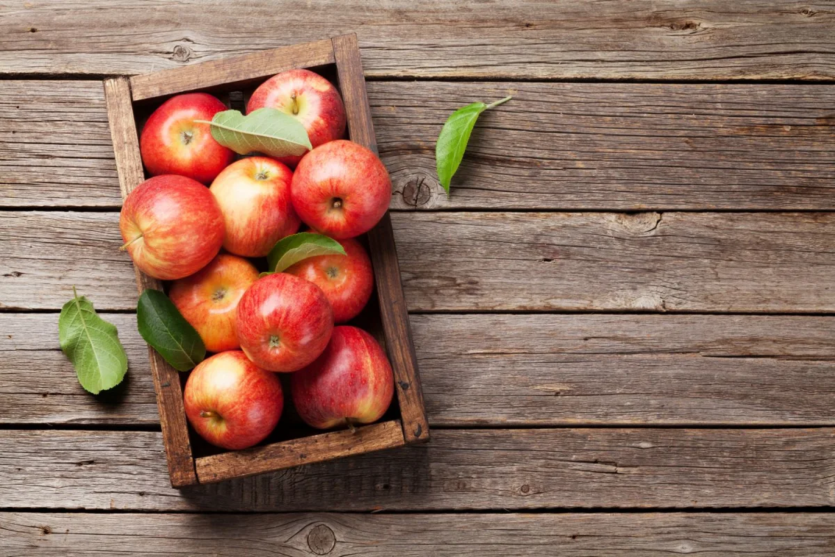 conservation des pommes apres la recolte en aout astucs