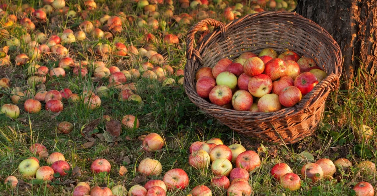 conservation des pommes apres la recolte en aout tout ce qu il faut savoir