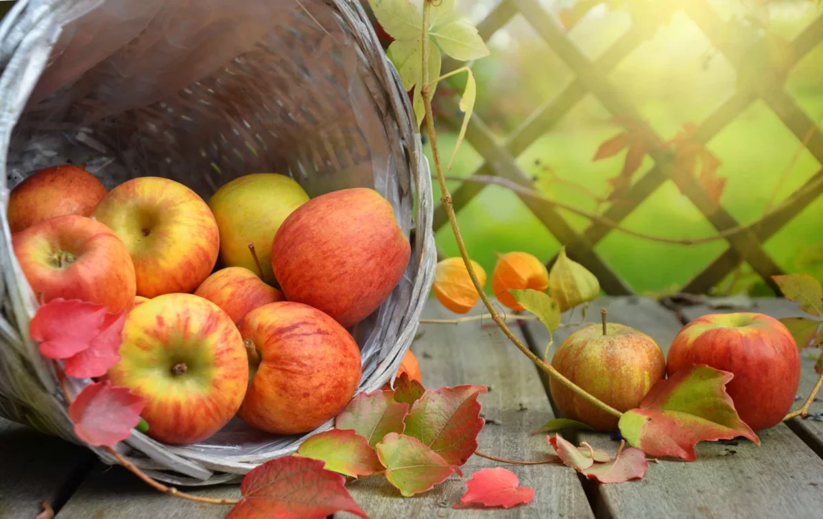 conservation des pommes apres la recolte en aout