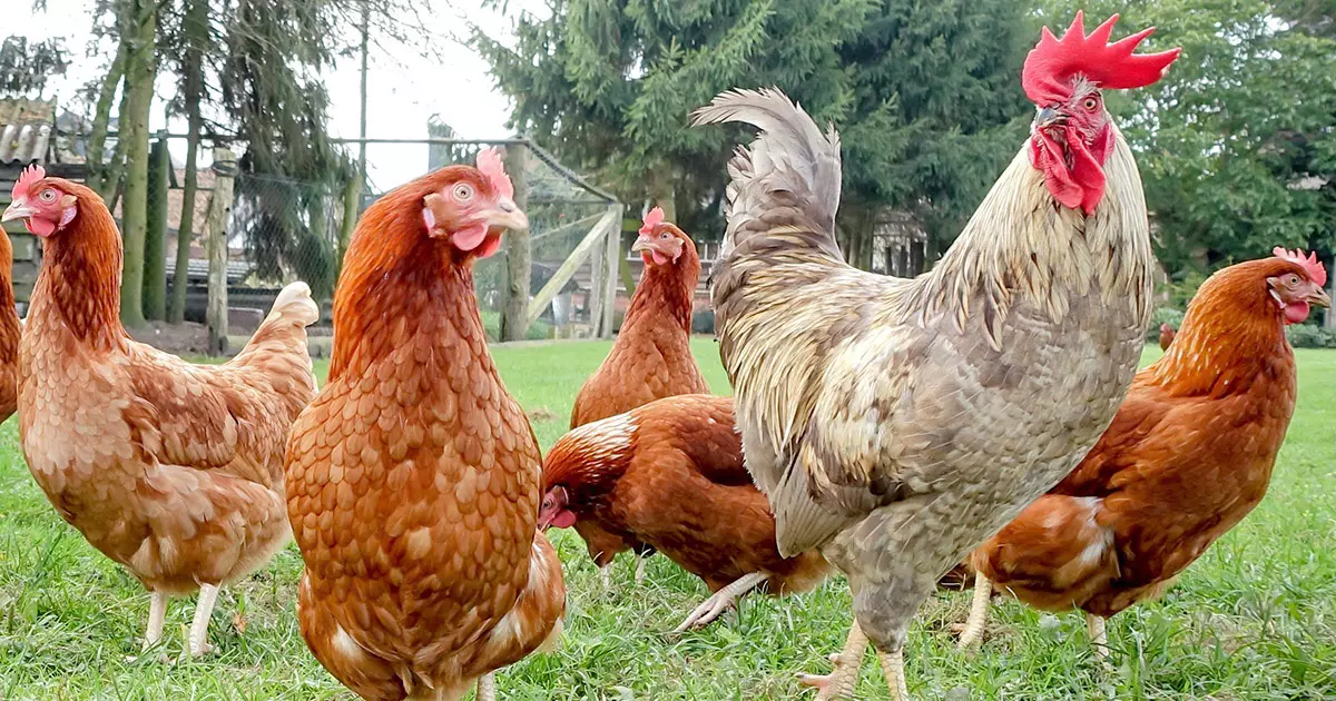 coq a la tete de son troupeau de poules sur une pelouse verte