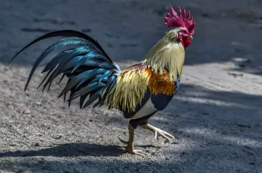 coq avec un beau plumage qui fait la ronde