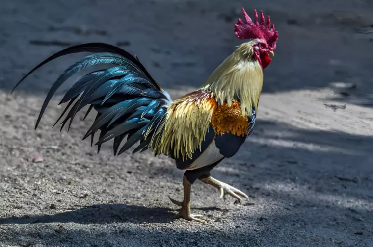 coq avec un beau plumage qui fait la ronde