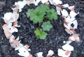Comment se débarrasser des limaces dans le jardin : 12 méthodes naturelles et efficaces