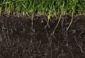 Faut-il arroser son jardin tous les jours? Comprendre les besoins en eau de votre jardin
