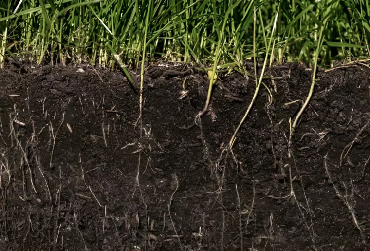 coupe sur un sol avec les racines de la vegetation au dessus