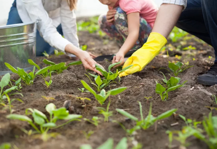 culture après les haricots verts plantation depinard ganrs jaunes