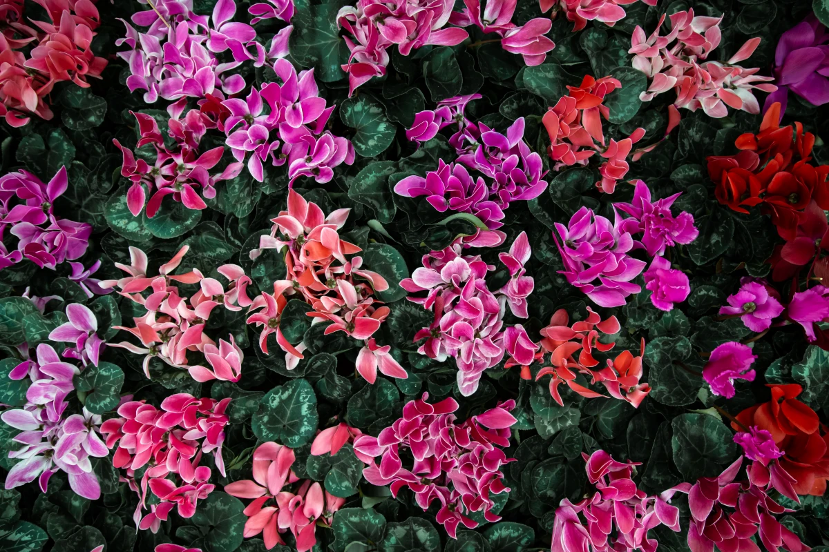 des cyclamens rose violettes floraison hivernale