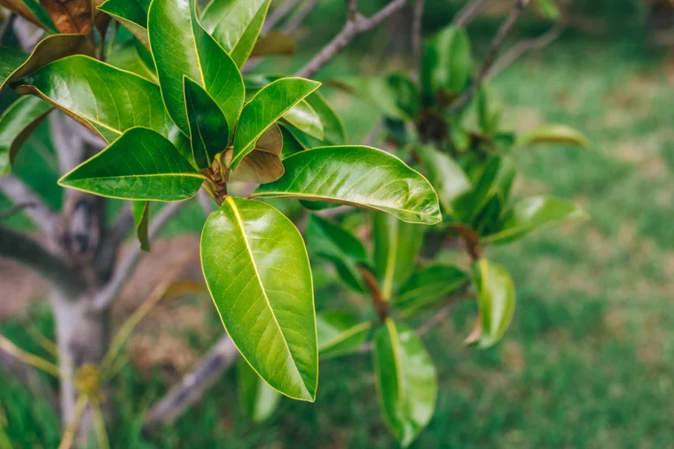 des feuilles vertes traitement maladie citronnier