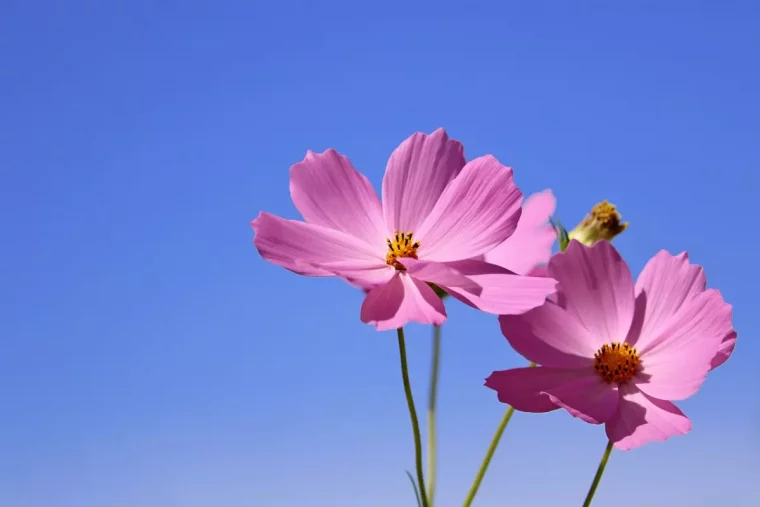 deux fleurs roses delicates de cosmos sur fond de ciel bleu