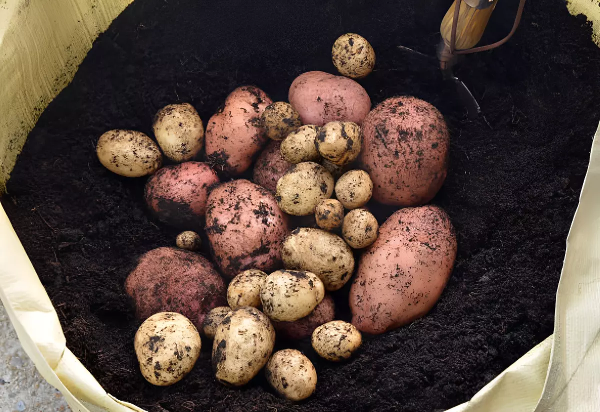 deux varietes de pommes de terre au dessus de la terre dans un sac de plantation