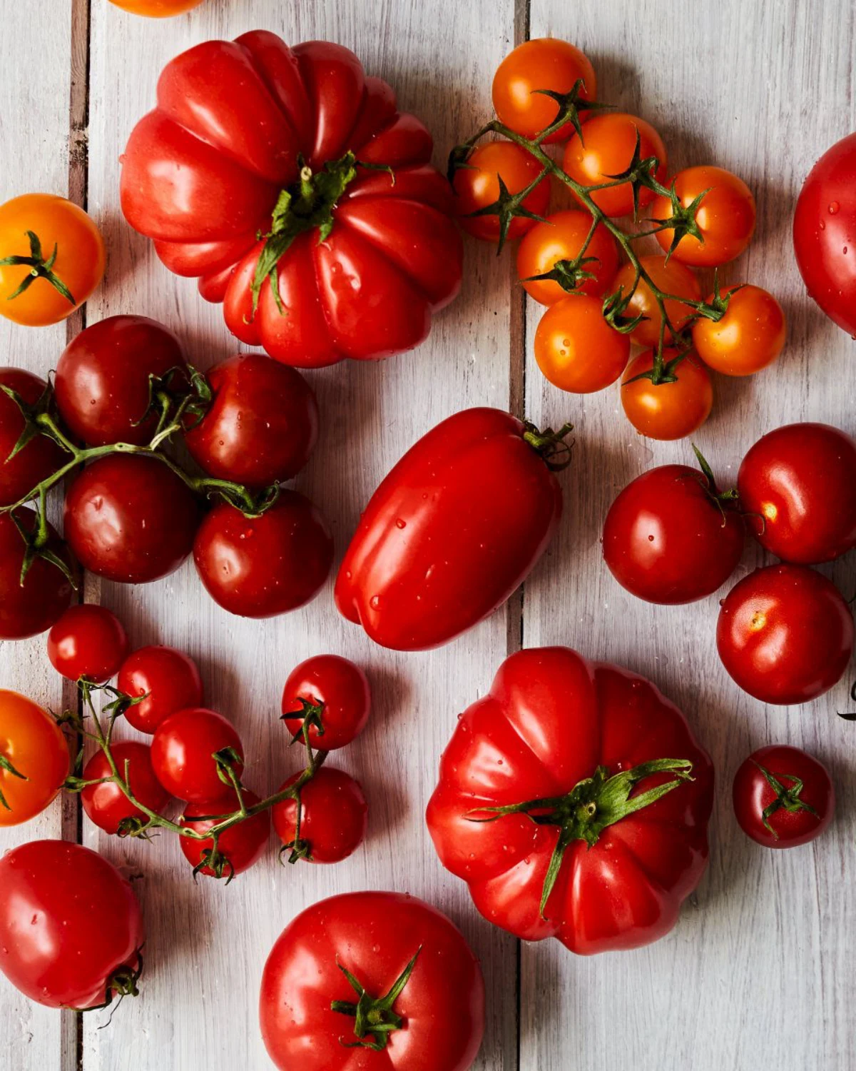 differentes sortes de tomates rouges pour la mise en conserve