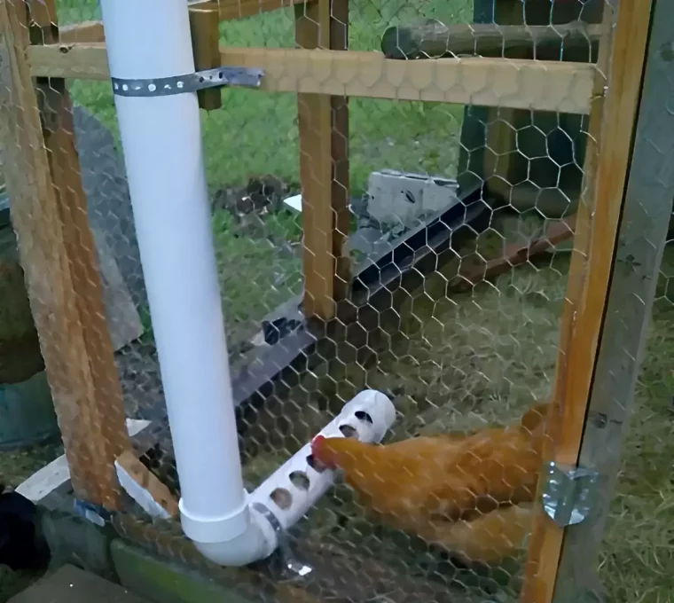 distributeur de nourriture dans une tube blanche au poulailler derriere une grille une poule