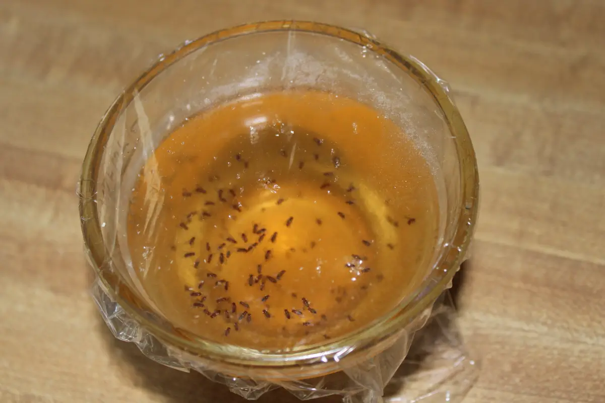 diy pige contre mouches a fruits vinaigre insectes film alimentaire