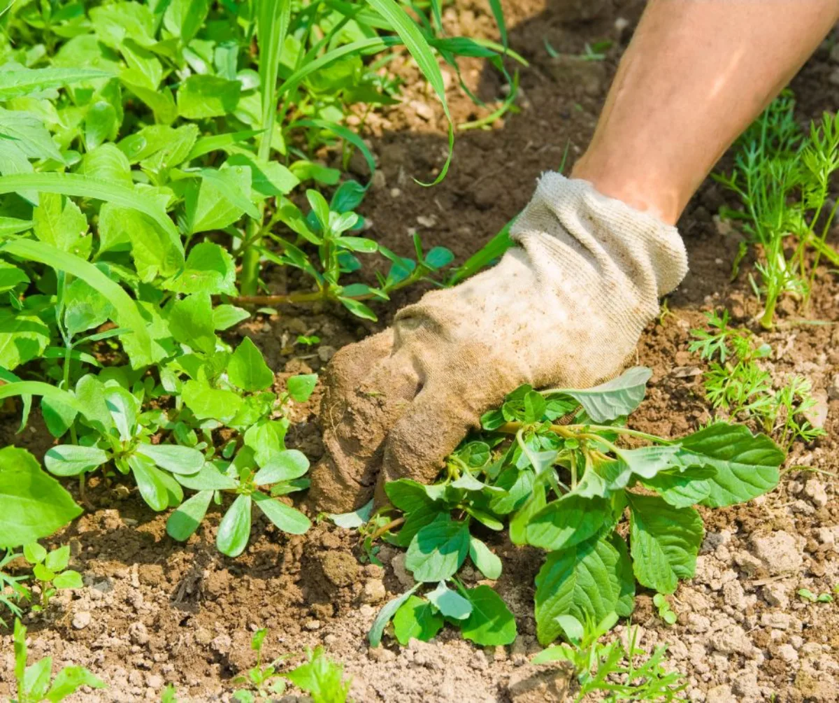 entretien jardin avant vacances enlever les mauvaises herbes à la main