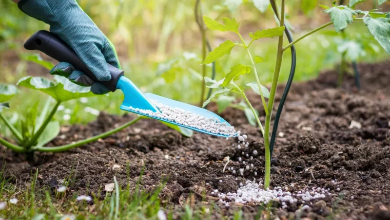 eviter de surfertiliser les plantes dans le jardin astuces avant de partir en vacances