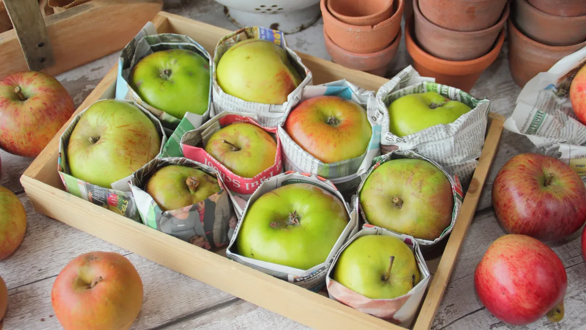faut il emballer les pommes individuellement pour les stocker
