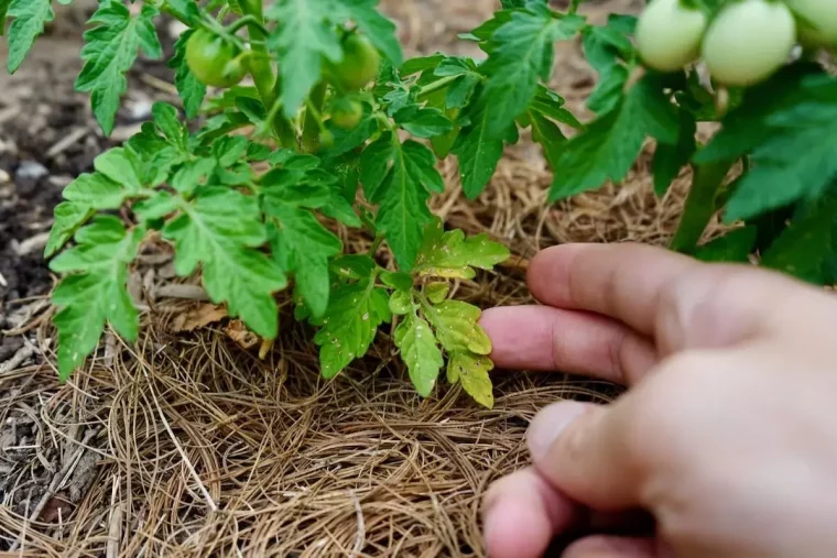 feuille tomate trop deau paillage pins plants fruits sol main doigts