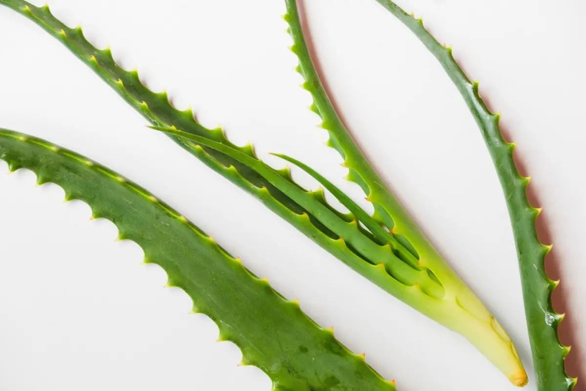 feuilles epaisses d aloe vera noeuds propagation plante verte gel
