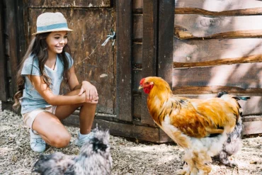 fille poule poulailler cloture bois animaux domestiques lumiere soleil