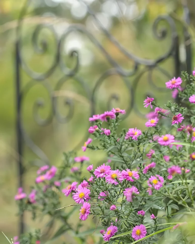 fleurs a planter en aout ester nain idee geniale