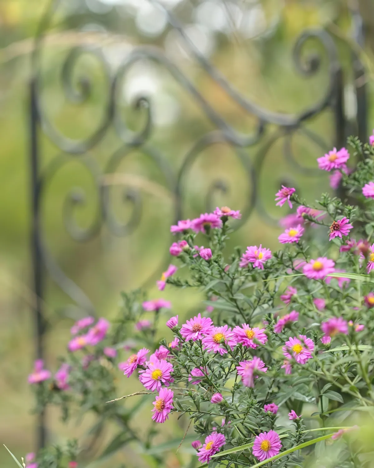 fleurs a planter en aout aster nain idee geniale