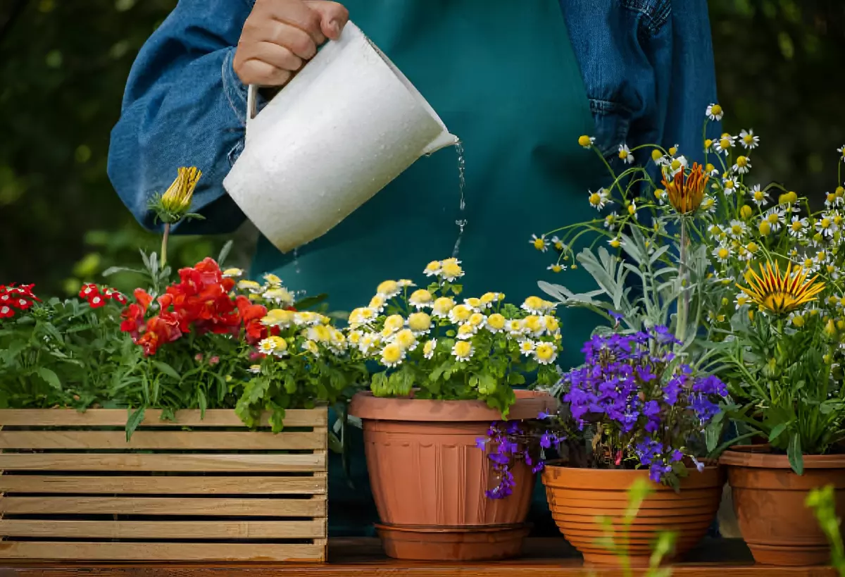 fleurs en pots arrosees par une personne avec un recipient blanc