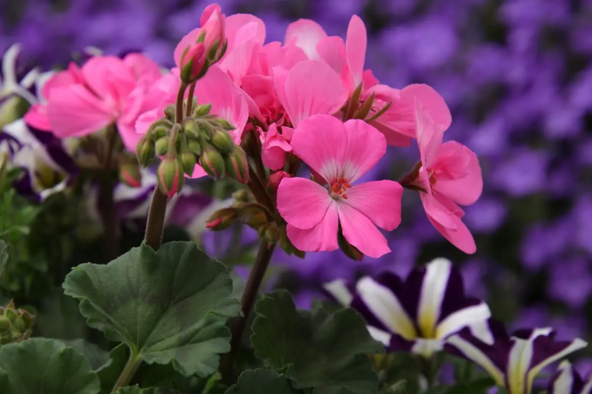 floraison plantes balcon geraniums variete fleurs petales roses jardin violet