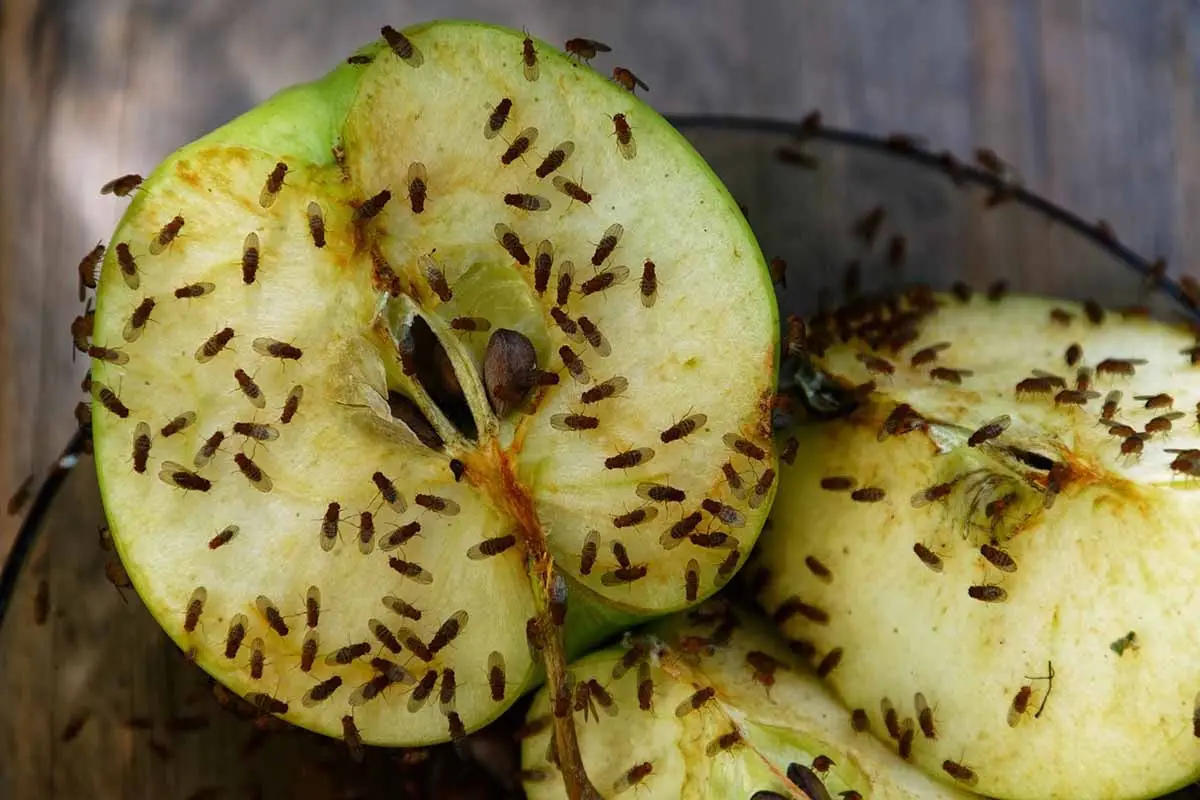 fruits infestation insectes bestioles mouches bol fruits surface bois