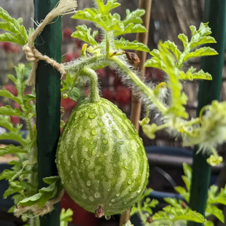 fruits verts plantation balcon jardin au mois d aout