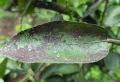 Taches de rouille sur les feuilles de citronnier : causes, prévention et le meilleur traitement possible !