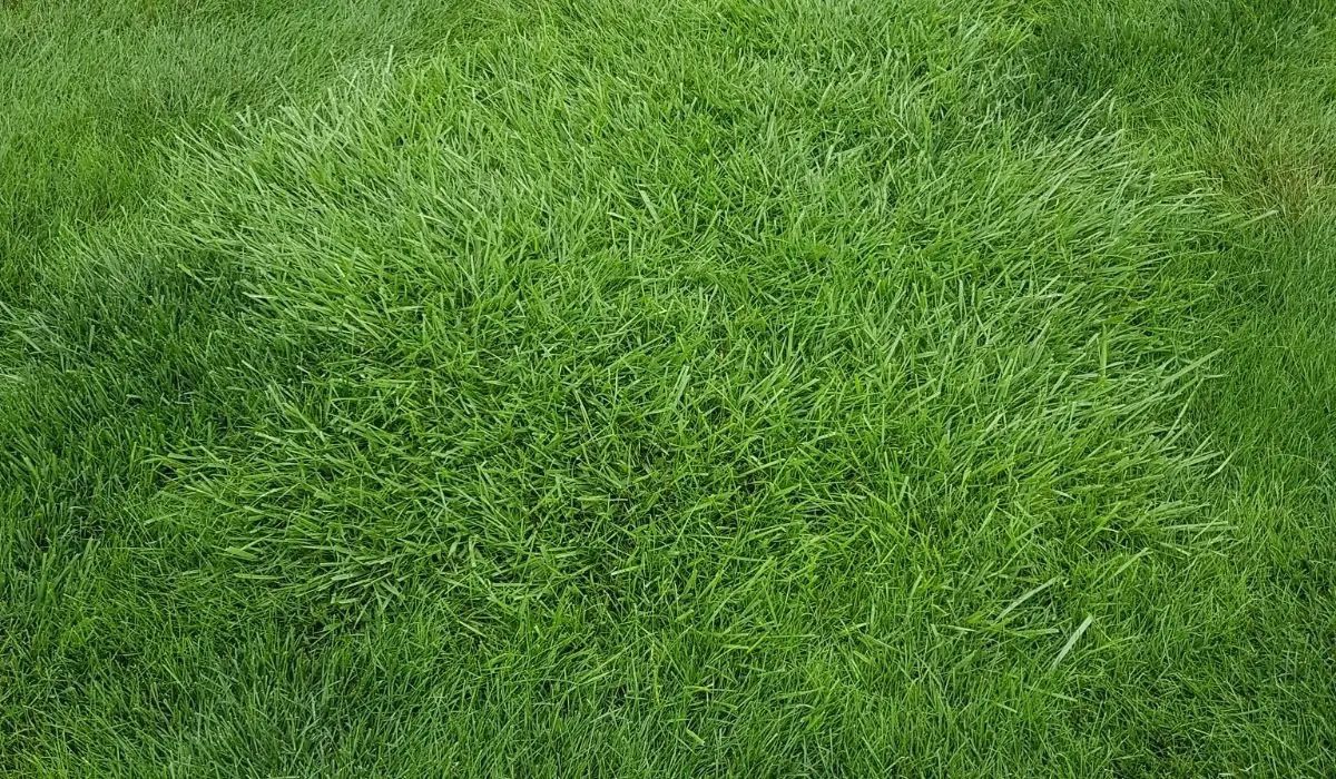 gazon resistant secheresse pietinement tapis vert dense jardin