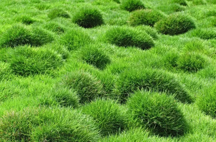 gazon zoysia avec des touffes en forme de boules irregulieres