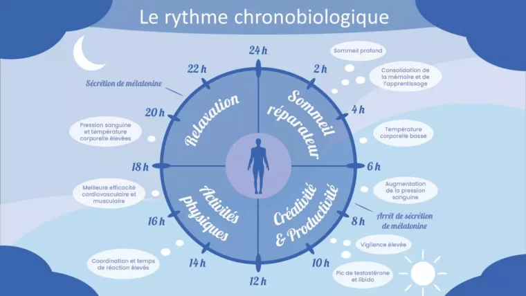 graphique du rythme chrono biologique gere par les cycles circadiens