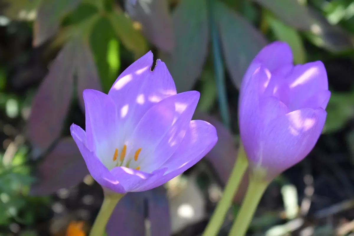 gros plan de deux fleurs violettes de colchiques