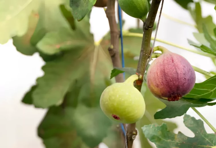 gros plan sur deux figues verte et violette sur une branche