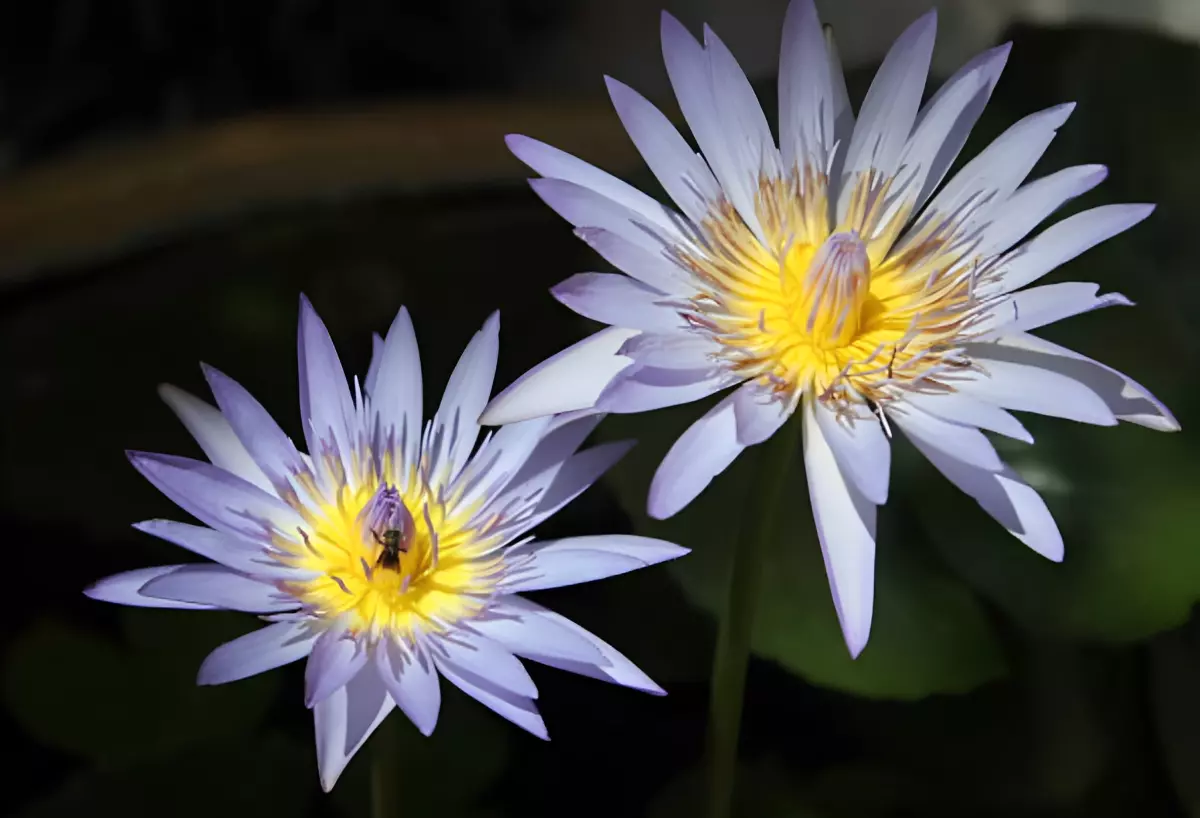 gros plan sur deux fleurs dans un environnement aquatique