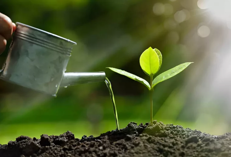 gros plan sur l arrosage d une jeune plante avec un mini arrosoir en metal