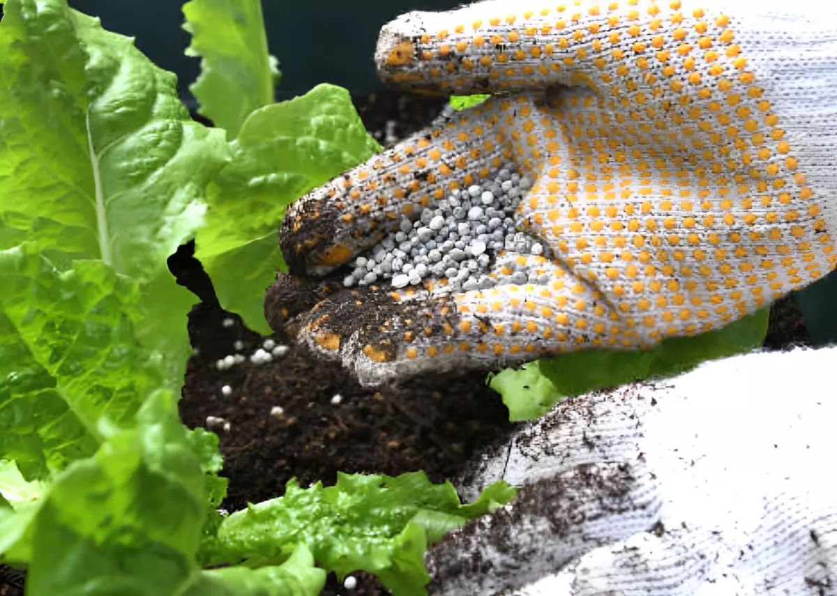 gros plan sur la fertilisation des salades avec une main gantee