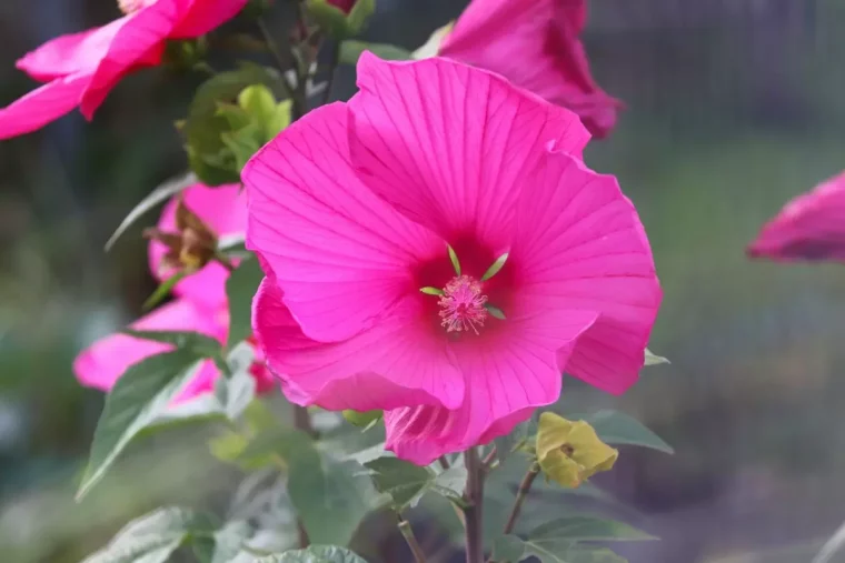 gros plan sur la fleur rose d hibiscus syriacus