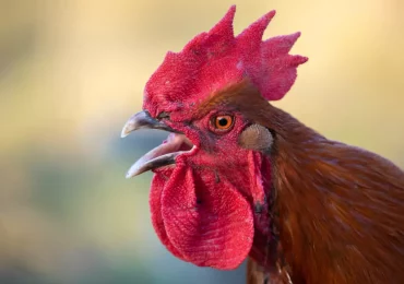 gros plan sur la tete d un coq qui chante sur fond flou