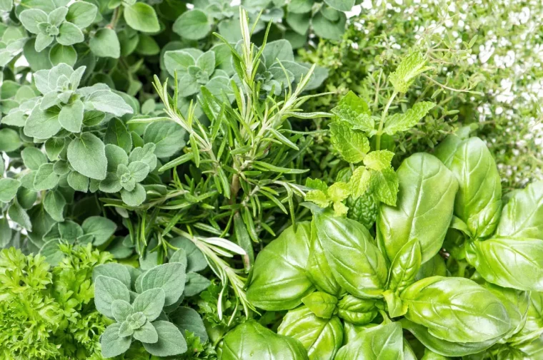 gros plan sur le feuillage vert des plantes aromatiques diverses