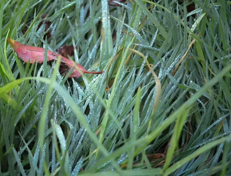 gros plan sur les brins d herbe verte avec la rosee du matin et une feuille seche