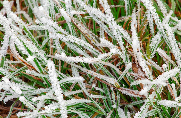 gros plan sur les brins de gazon resistant au gel