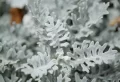 Petites plantes vivaces résistantes à la sécheresse : le guide complet