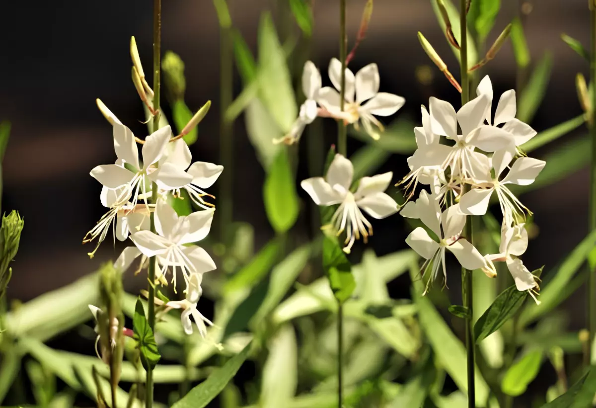 gros plan sur les petites fleurs blanches delicates de la gaura