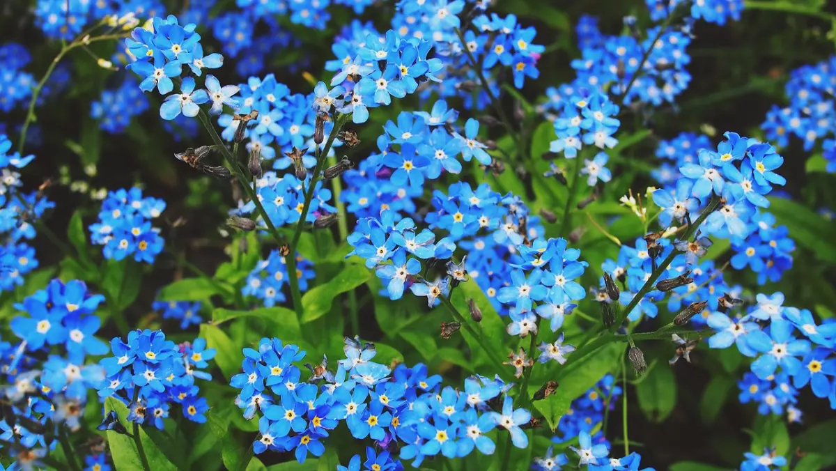 gros plan sur les petites fleurs bleues des myosotis