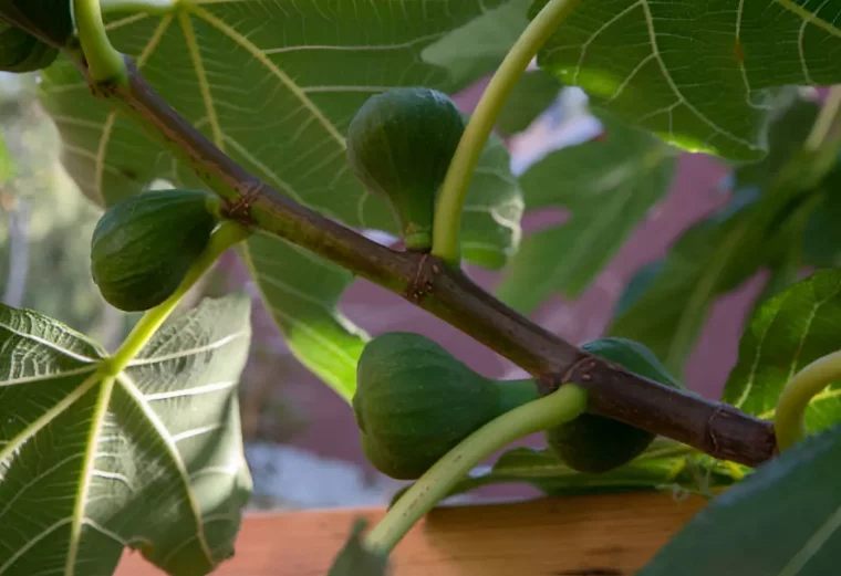 gros plan sur une branche d un figuier avec des figues vertes a la base de chaque feuille