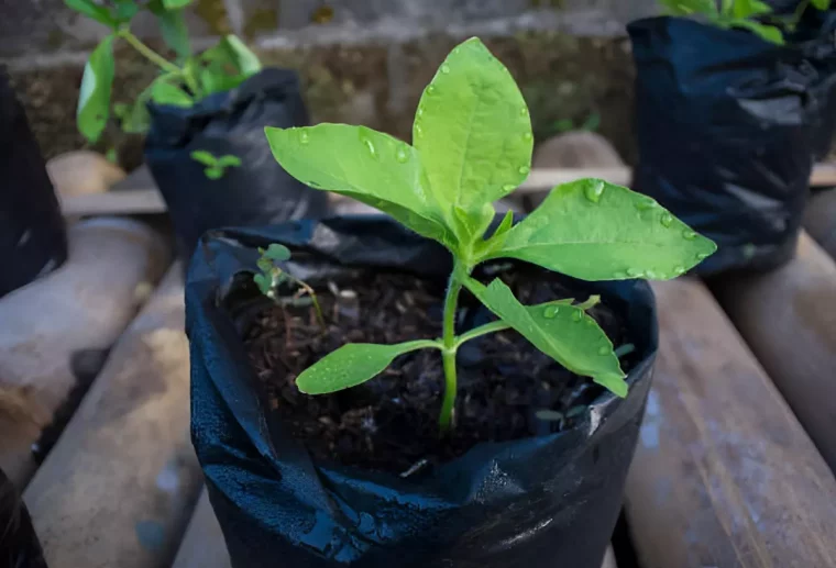 gros plan sur une plante avec des gouttes d eau dessus dans un sac de plantation noir